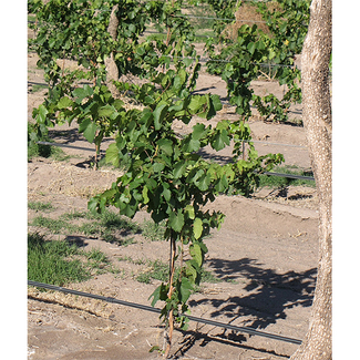 La Malbec