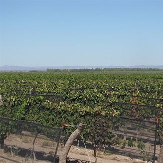 Viñedo