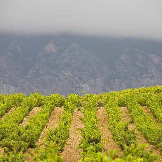 Viñedo