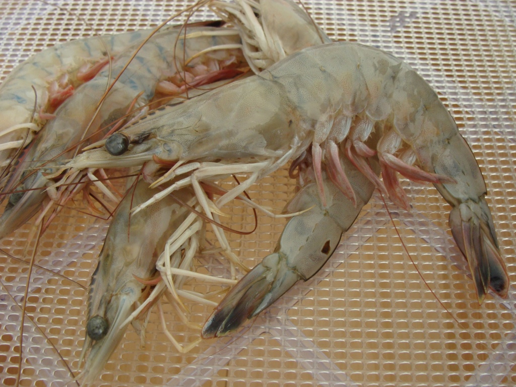 Gambas Frescas del Golfo de México