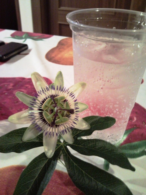 Y como Dios manda, en vacaciones los Gin Tonic en vasos de plástico, jajajaja, me lo tomé maravillando la vista con esta clase de flor que no había visto nunca...