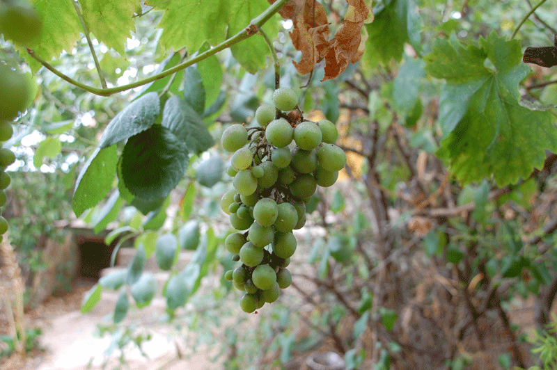 Blanca con azufre