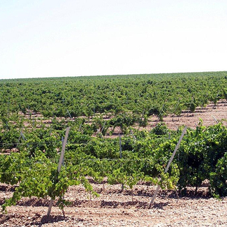 Viñedo