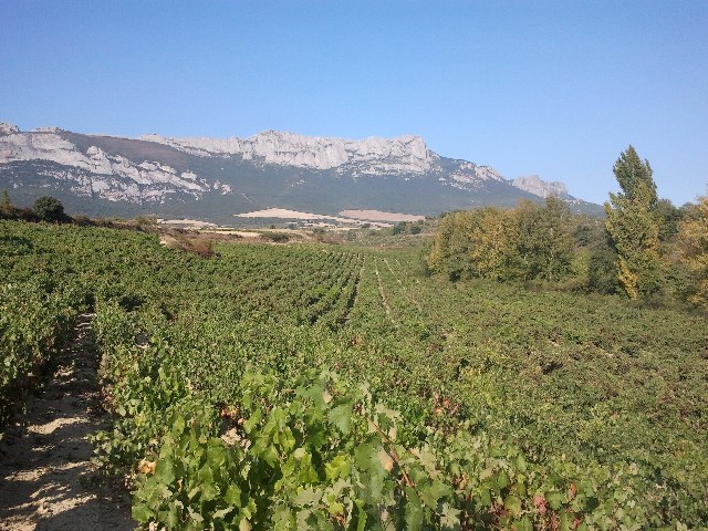 Vista del viñedo con Sierra Cantabria de fondo