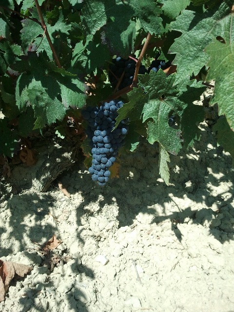 Racimo de Tempranillo