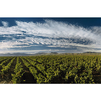 Vista del viñedo