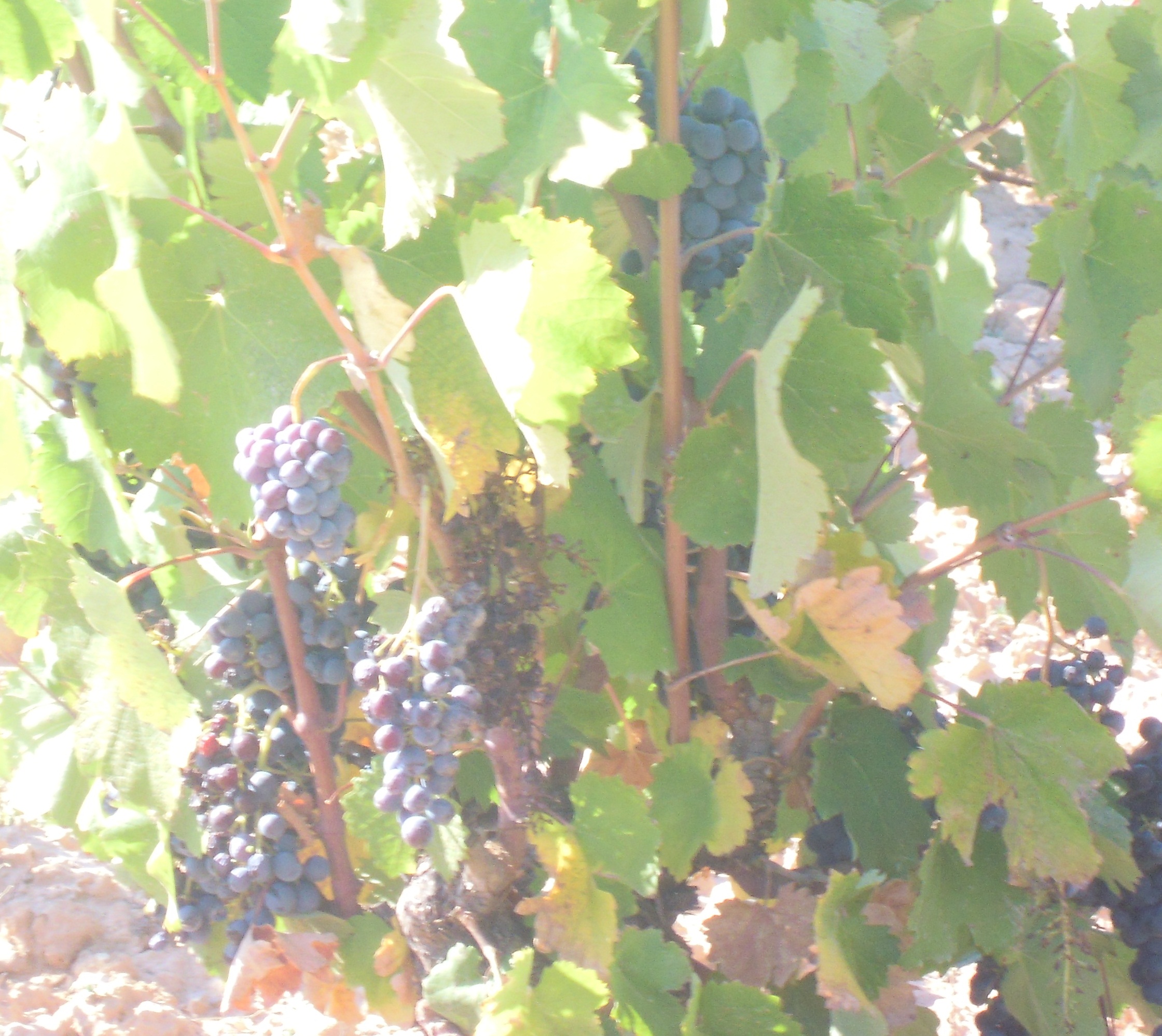 Viña de monastrell