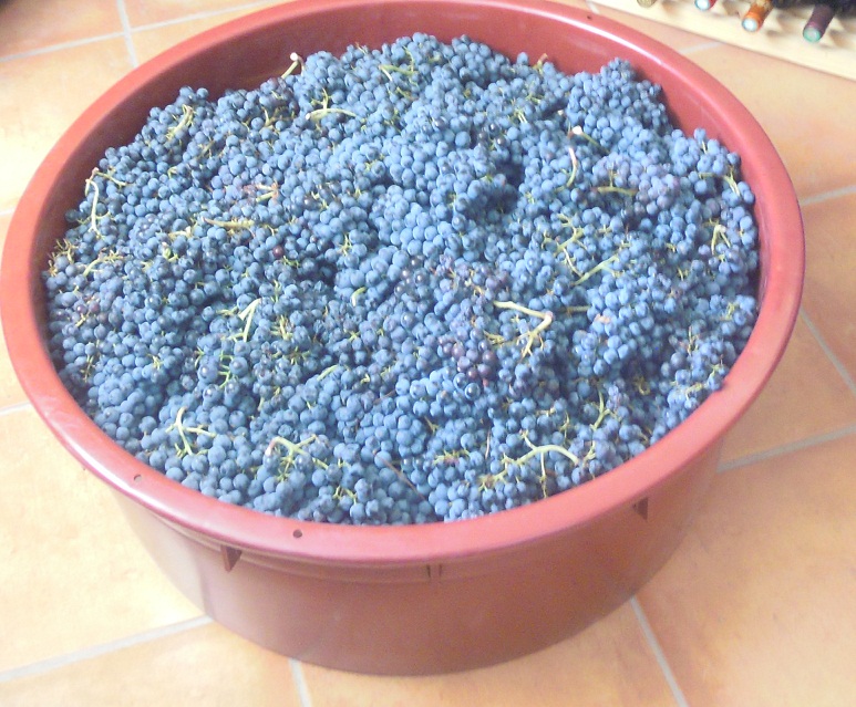 Barreño de fermentación con parte de la uva