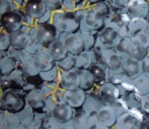 Uva monastrell