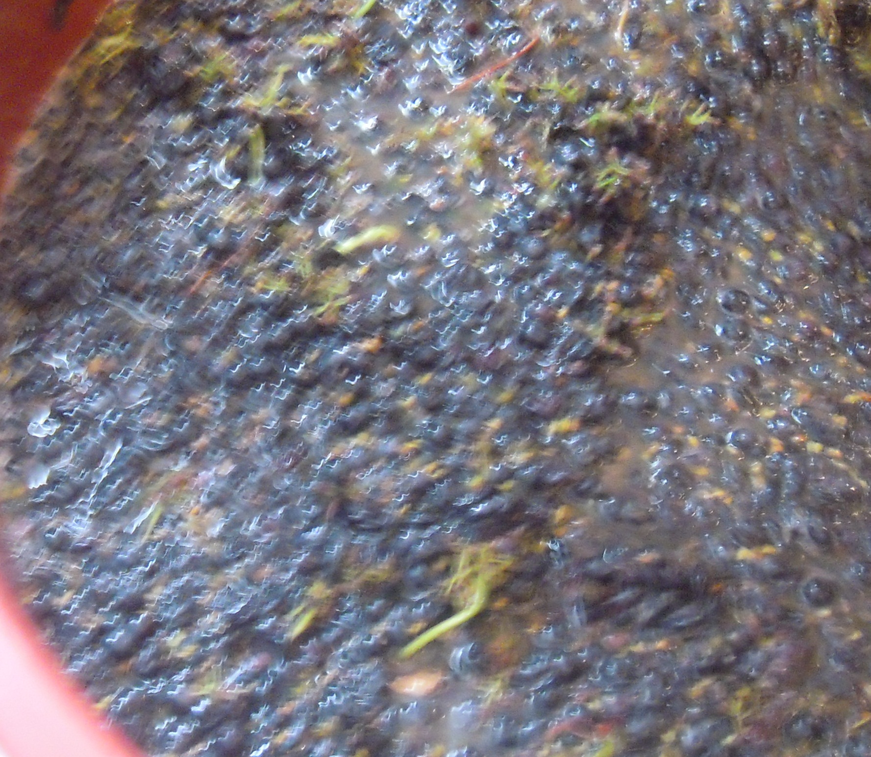 Mosto pisado, antes de quitar los raspones
