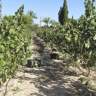 Viñedo