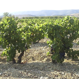 Cepas de Garnachas Centenarias