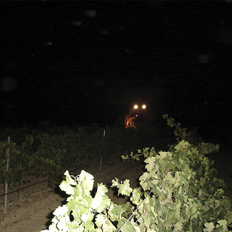 Vendimia Nocturna