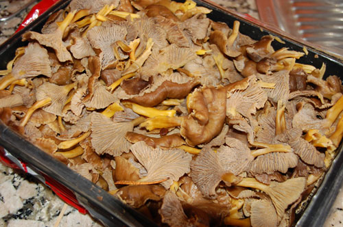 Suppilovahvero (Cantharellus tubaeformis)