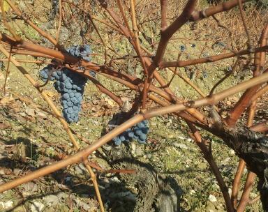 Racimos de tempranillo