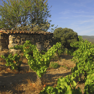 Viñedo 