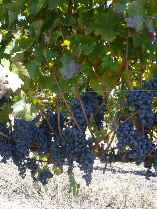 Cepa de Tannat.