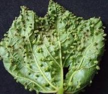 Hoja de vid atacada por la filoxera en fase gallicola...