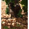 vino pie franco cepas filoxera