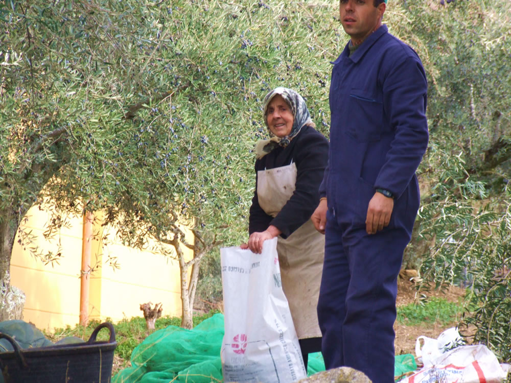 Recogiendo aceituna, DO Arribes