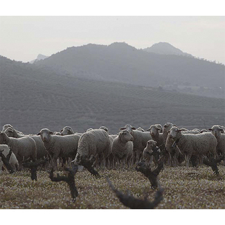 Ovejas en el viñedo de Pago los Balancines. Todo ecológico!