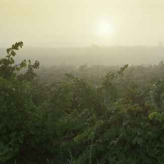 Vista del viñedo