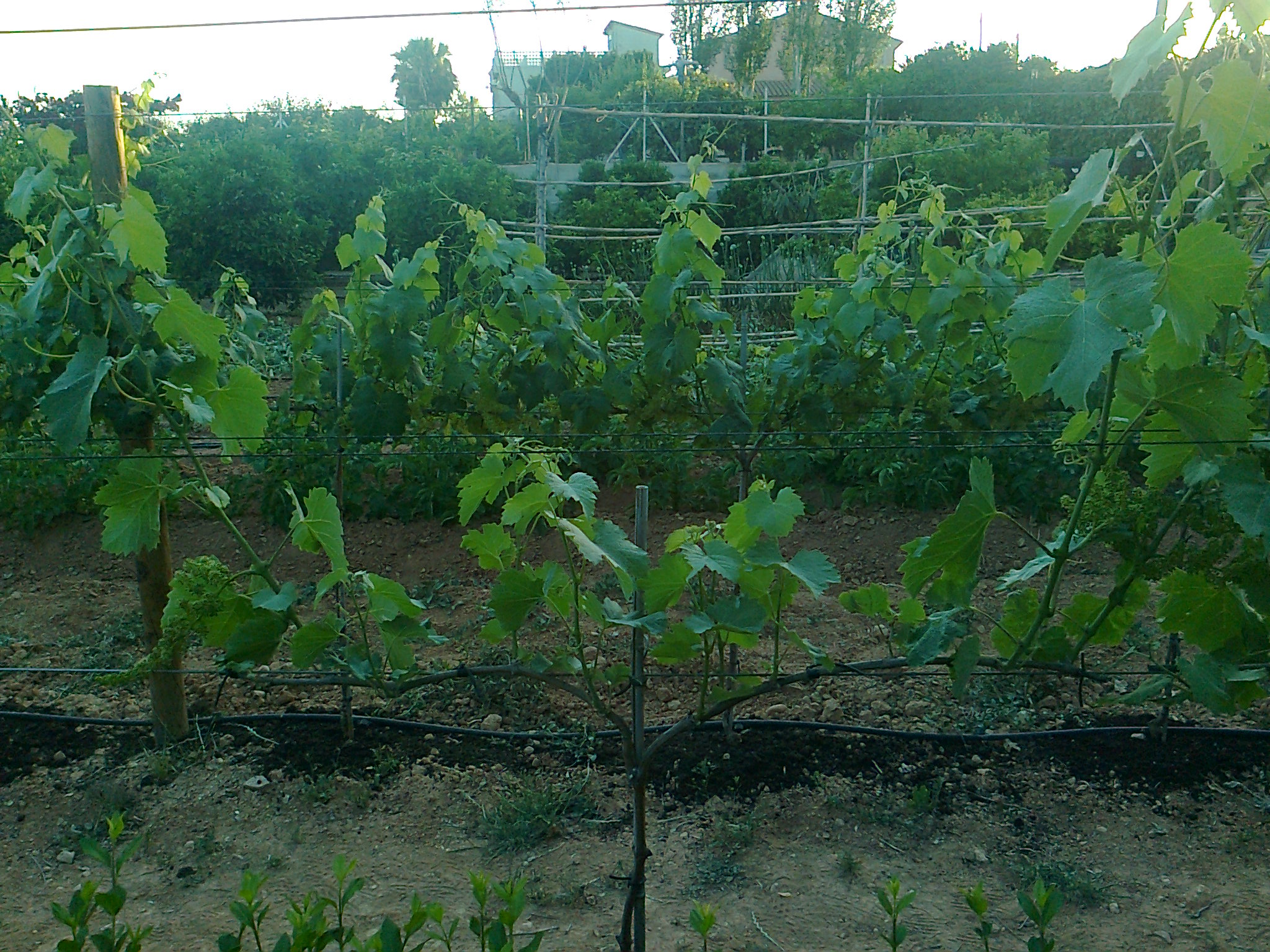 Monastrell