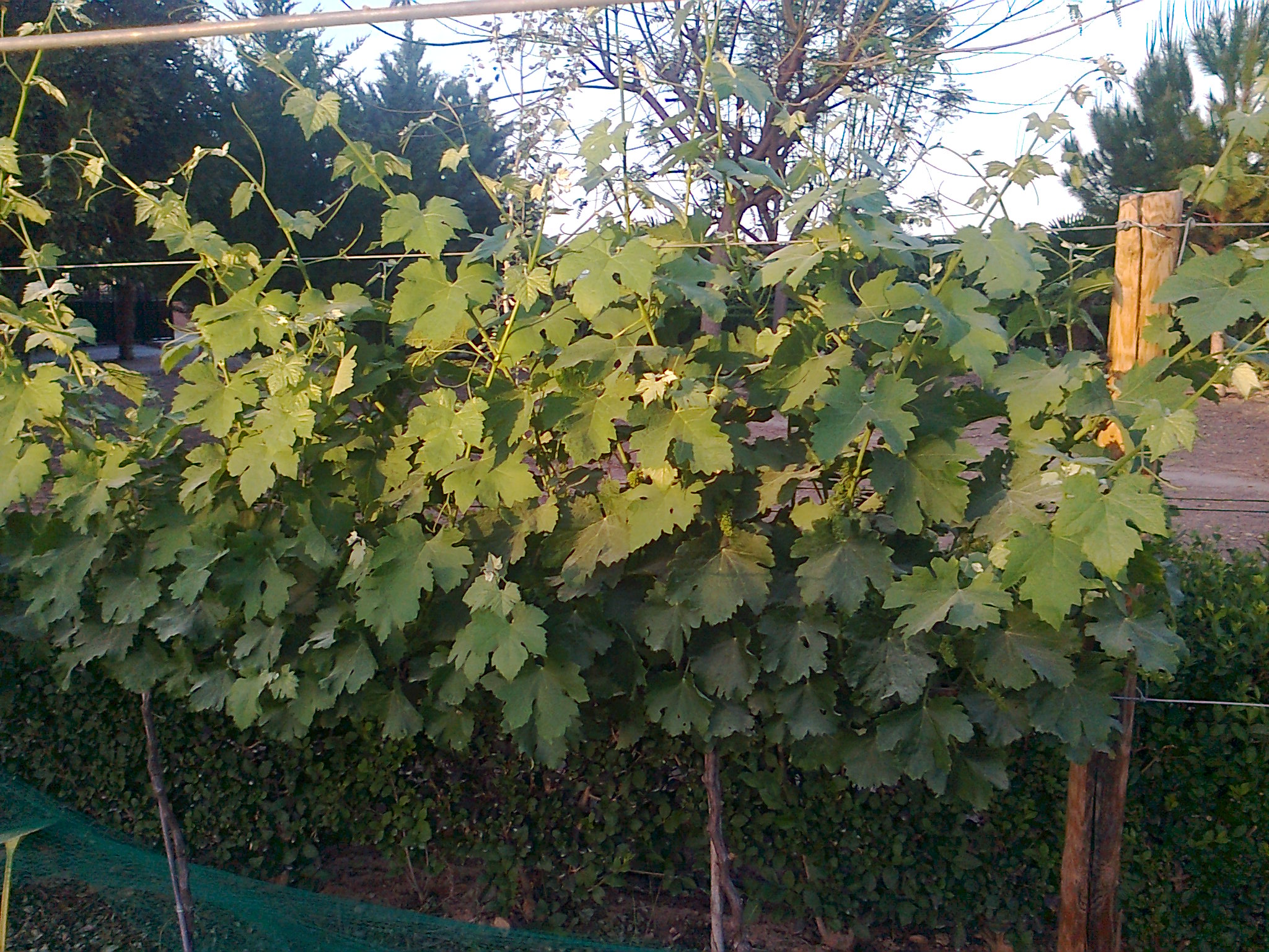 Syrah