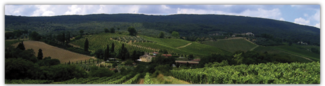 Panorámica de los viñedos