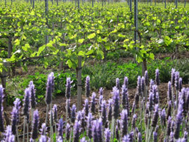 Viñedo ecológico