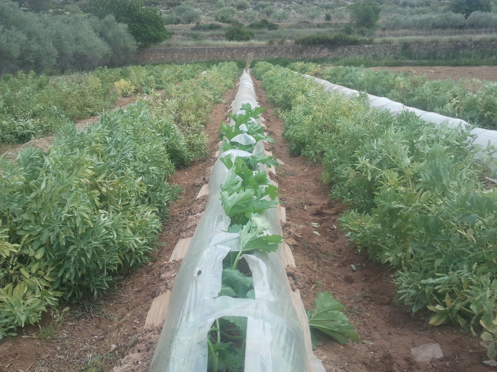 El huerto de La Cepa Vieja ayer