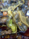 Rabo-de-toro_thumb