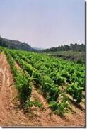 terroir