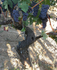 tempranillo