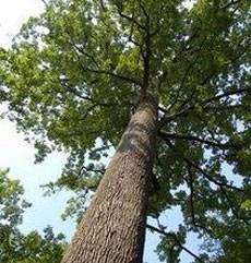Madera roble francés