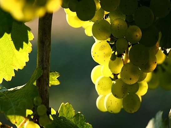 Uva_albariño