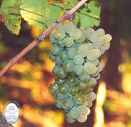 Uva_godello