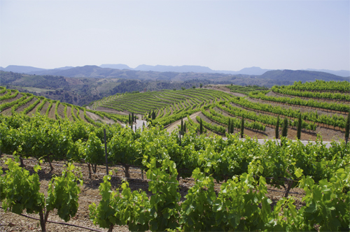 Viñedo Bodegas Torres