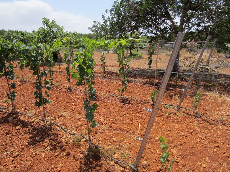 espaldera cabernet