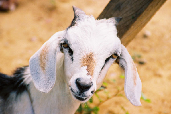 Si te das prisa, mañana toca uno como el de la foto, pero troceadito y al horno ;-)