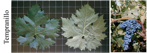 Tempranillo