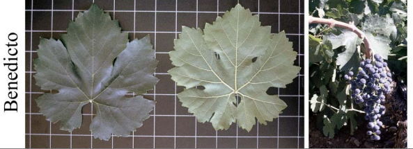 variedad benedicto uva