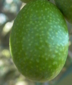 variedad-aceituna-frantoio