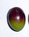 variedad-aceituna-Coratina