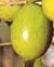 variedad-aceituna-taggiasca