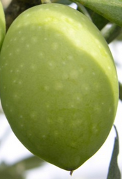 variedad-aceituna-Ogliarola