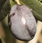 variedad-aceituna-pendolino