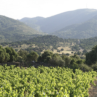vinos-mediterraneos-atlanticos