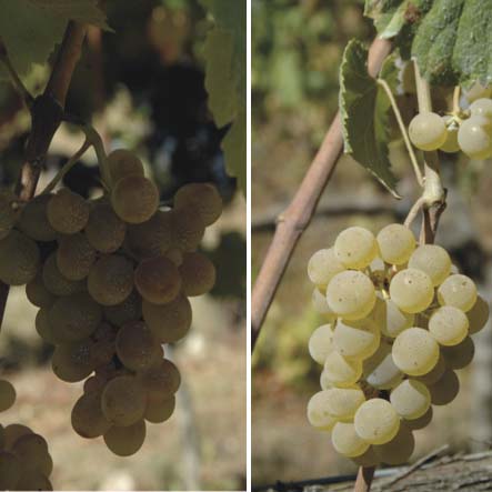 Godello-albariño