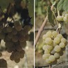 Godello-albariño_thumb